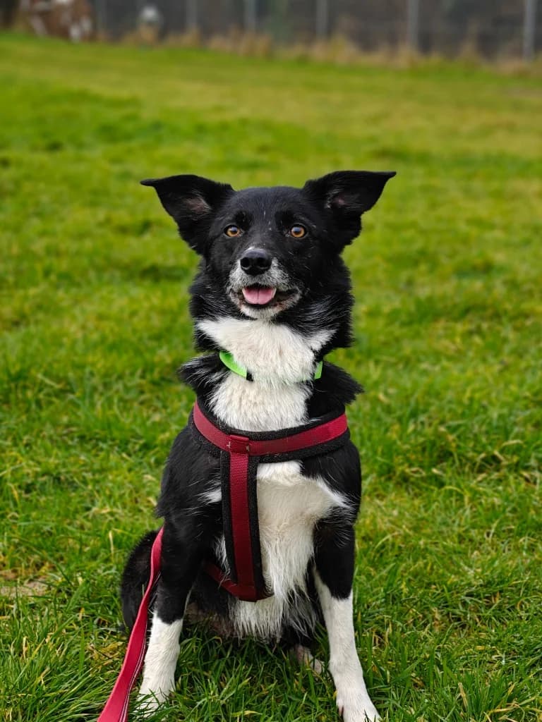 Pip, female Collie for adoption at RSPCA Cornwall Branch, Saint Columb