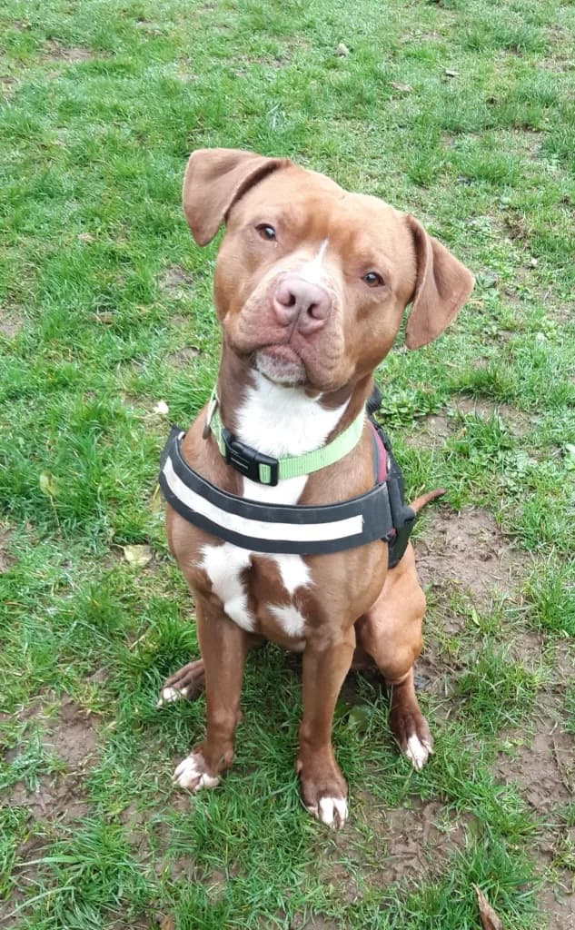 Bailey, male Staffordshire Bull Terrier for adoption at RSPCA Cornwall Branch, Saint Columb