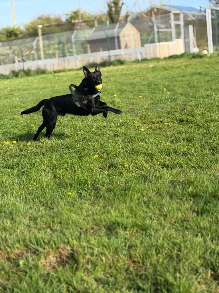 Benji, male Collie for adoption at RSPCA Cornwall Branch, Saint Columb