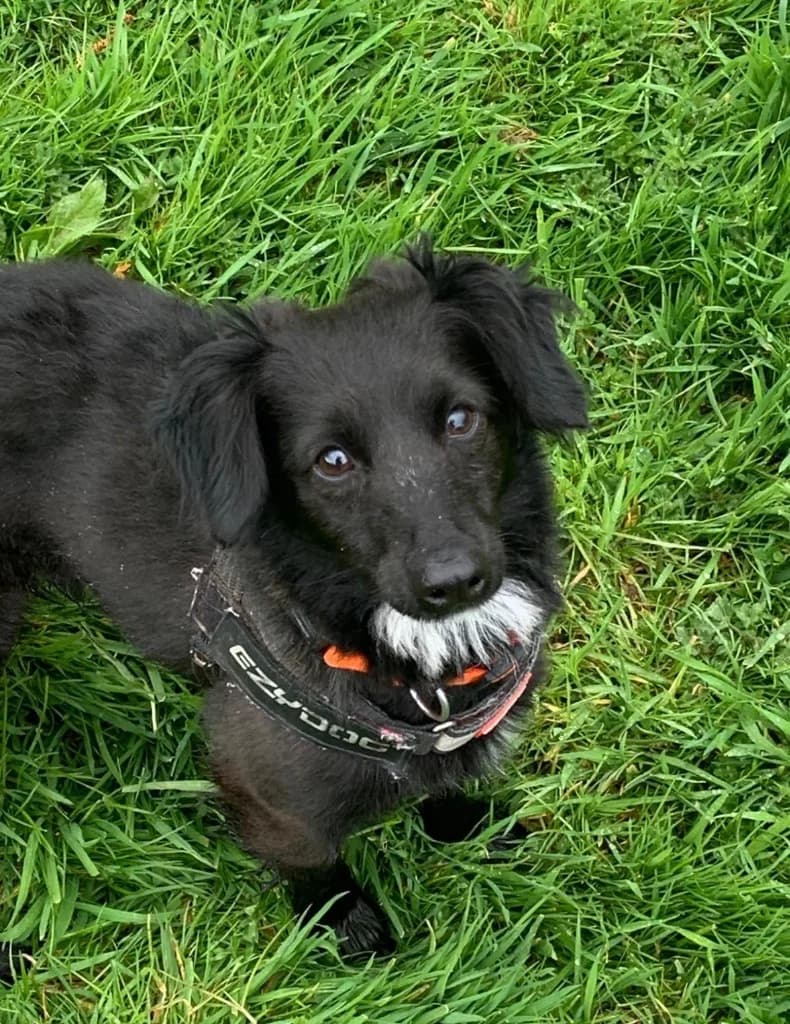 Victor, male Mixed Breed for adoption at RSPCA Cornwall Branch, Saint Columb