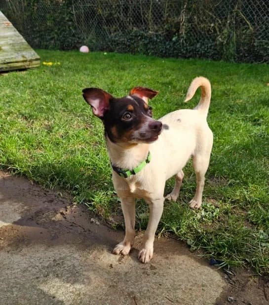 Arnie, male Mixed Breed for adoption at RSPCA Cornwall Branch, Saint Columb