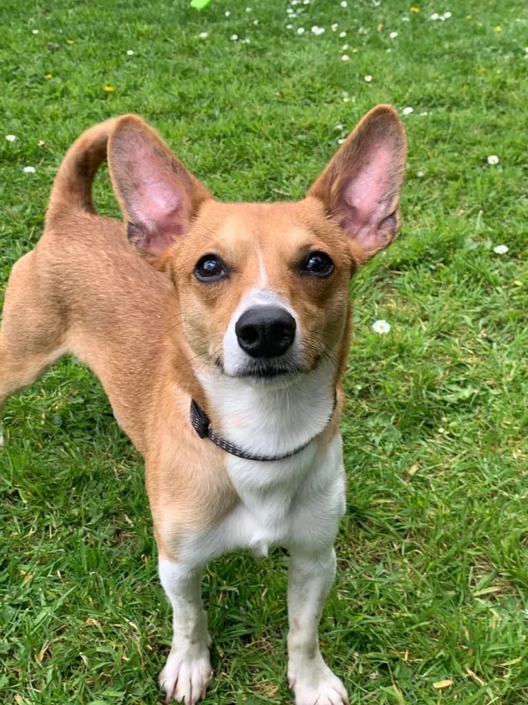 Thomas, male Mixed Breed for adoption at RSPCA Cornwall Branch, Saint Columb