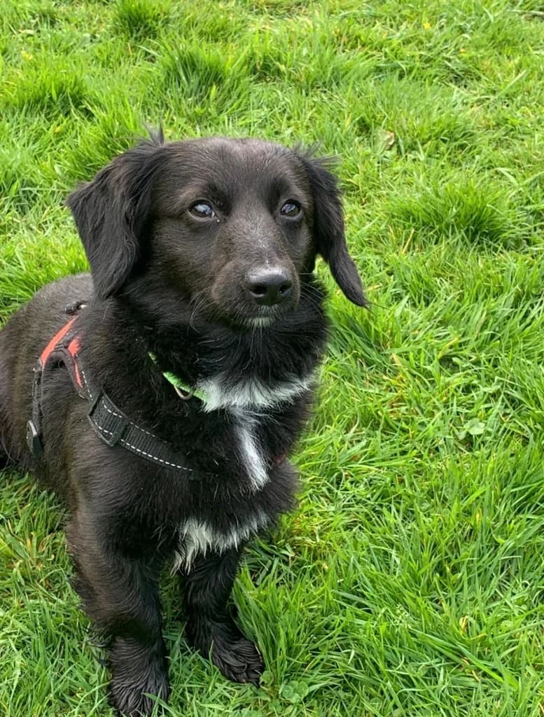 Stanley, male Mixed Breed for adoption at RSPCA Cornwall Branch, Saint Columb