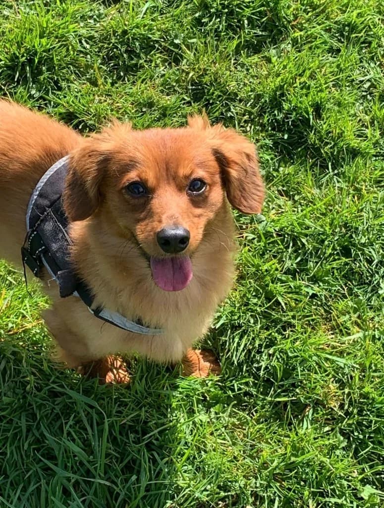Cooper, male Mixed Breed for adoption at RSPCA Cornwall Branch, Saint Columb