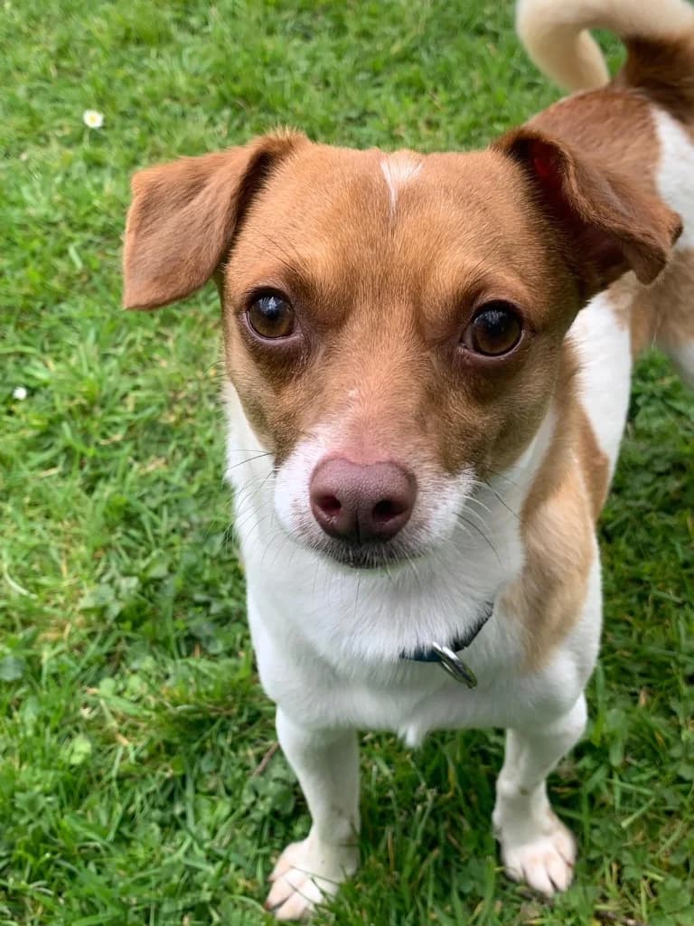 Tommy, male 5yo Mixed Breed for adoption at RSPCA Cornwall Branch, Saint Columb