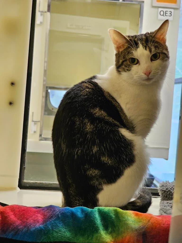 Theo, male Mixed Breed Cat for adoption at RSPCA Cornwall Branch, Saint Columb