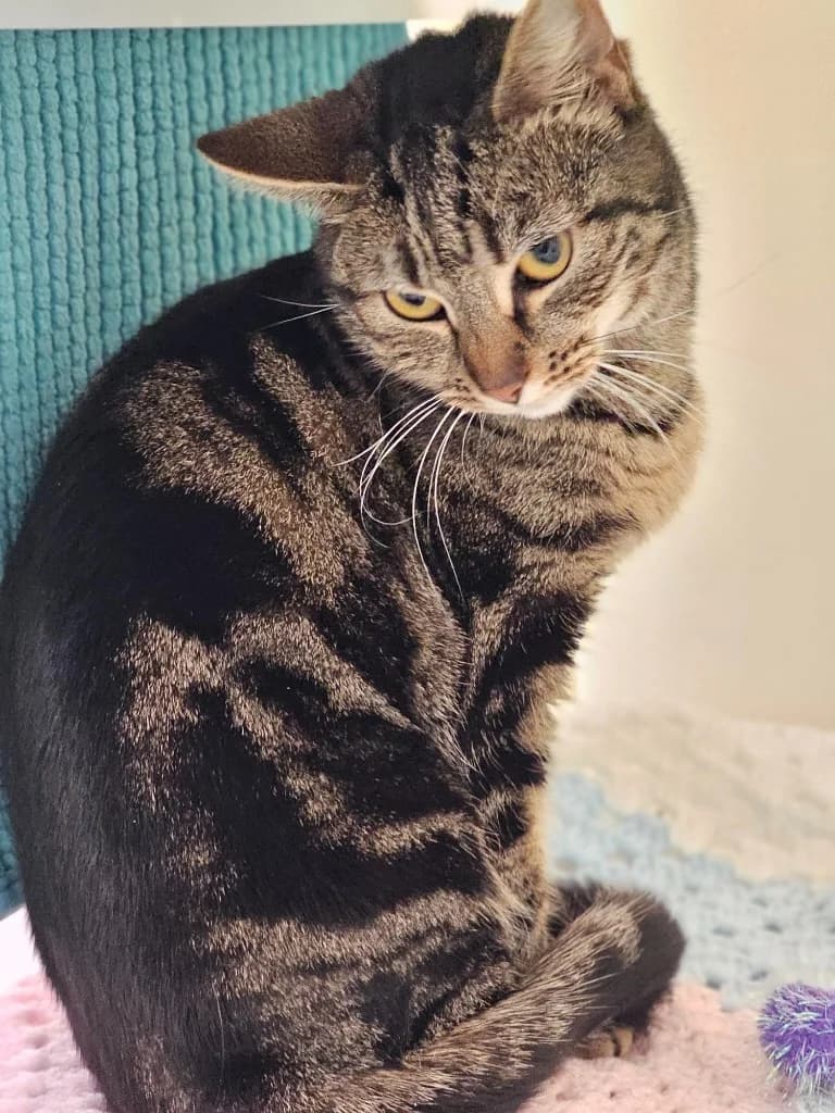 Tabitha, female Mixed Breed Cat for adoption at RSPCA Cornwall Branch, Saint Columb