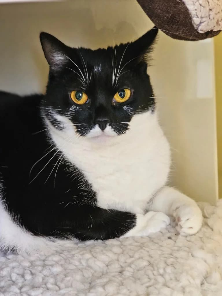Tootsie, female young Mixed Breed Cat for adoption at RSPCA Cornwall Branch, Saint Columb