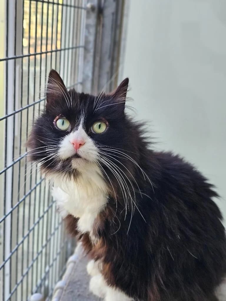 Ali, female Mixed Breed Cat for adoption at RSPCA Cornwall Branch, Saint Columb