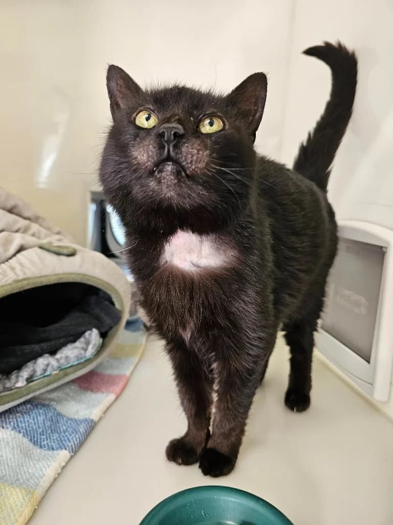 Freya, female senior Mixed Breed Cat for adoption at RSPCA Cornwall Branch, Saint Columb