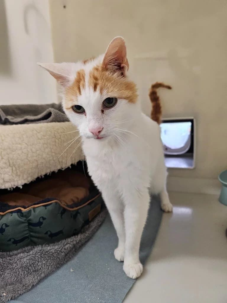Cat, male 5yo Mixed Breed Cat for adoption at RSPCA Cornwall Branch, Saint Columb