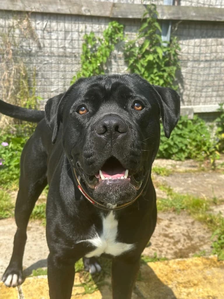 Keith, male young Mixed Breed for adoption at RSPCA Cornwall Branch, Saint Columb