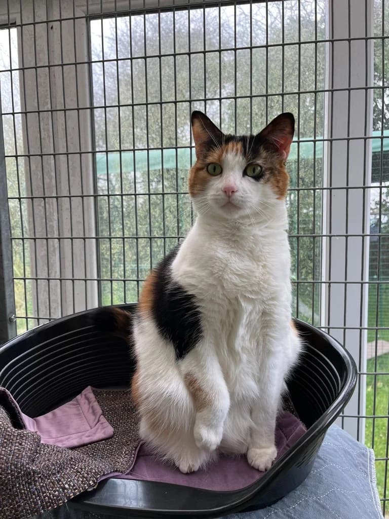 Crystal, female Mixed Breed Cat for adoption at RSPCA Cornwall Branch, Saint Columb