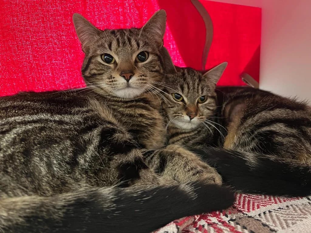 Pepper, female Mixed Breed Cat for adoption at RSPCA Cornwall Branch, Saint Columb