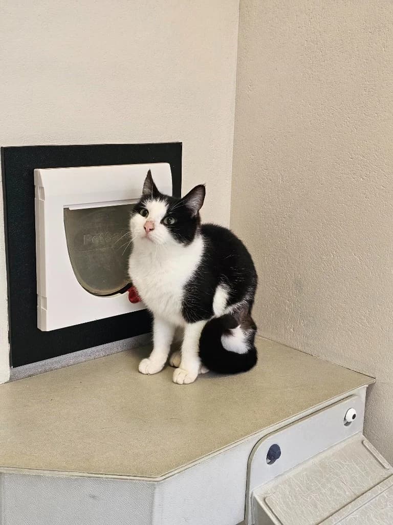 Bacon, female Mixed Breed Cat for adoption at RSPCA Cornwall Branch, Saint Columb