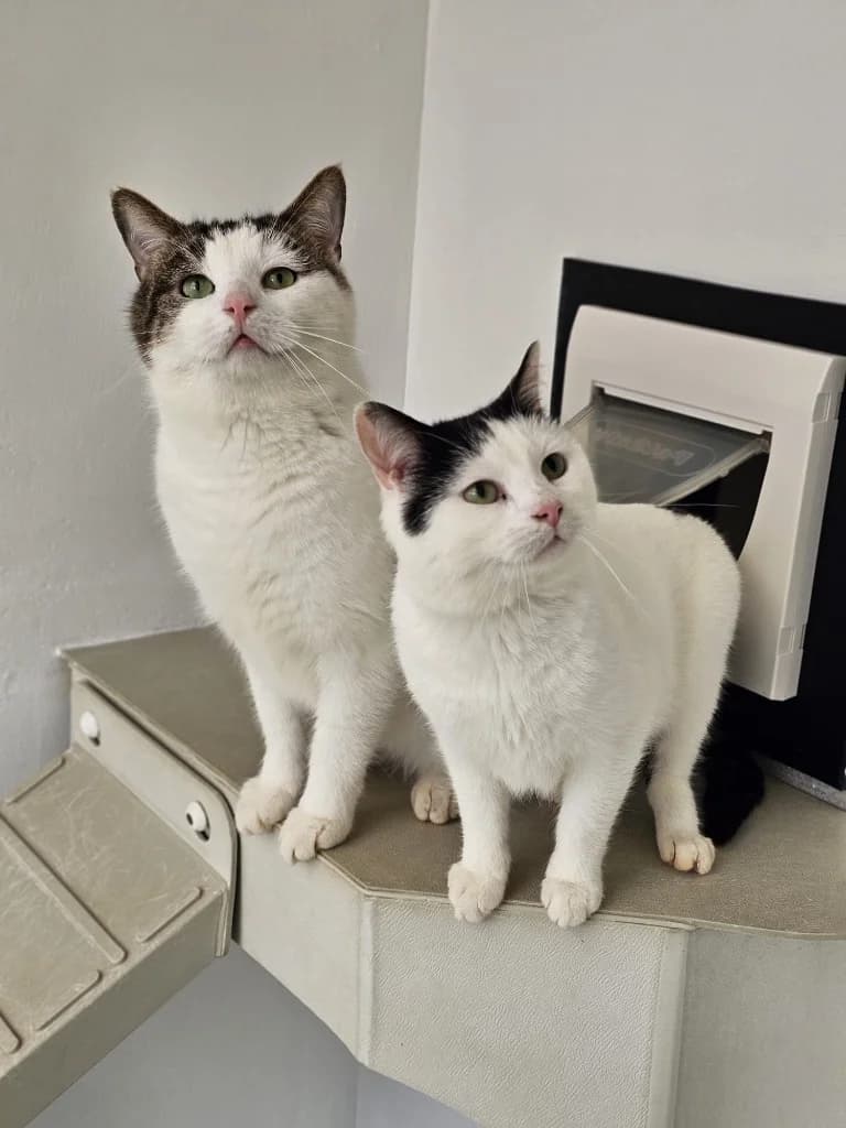 Sausage, male Mixed Breed Cat for adoption at RSPCA Cornwall Branch, Saint Columb