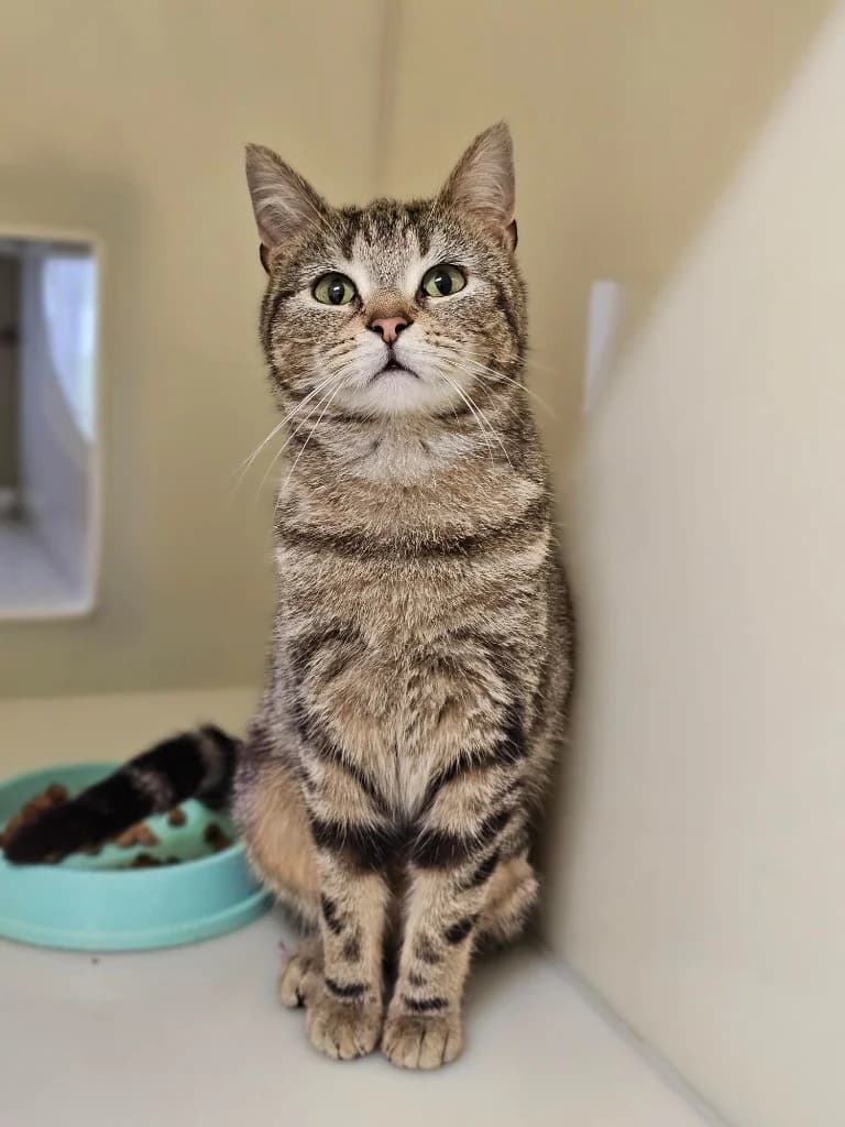 Mabear, female Mixed Breed Cat for adoption at RSPCA Cornwall Branch, Saint Columb