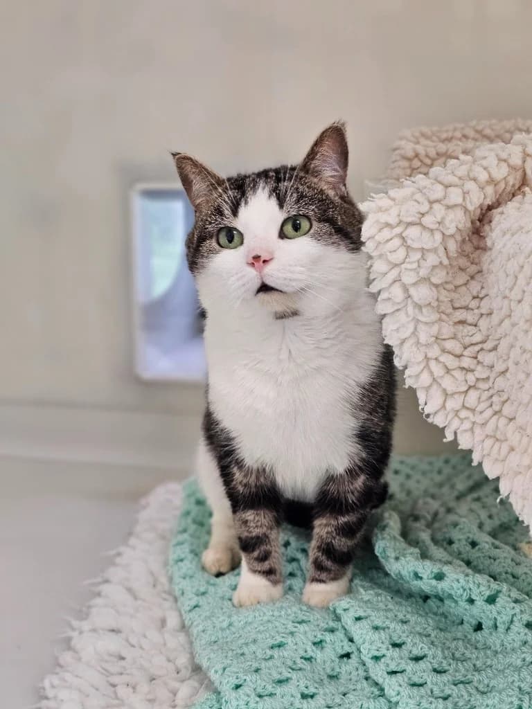 Scooter, male Mixed Breed Cat for adoption at RSPCA Cornwall Branch, Saint Columb