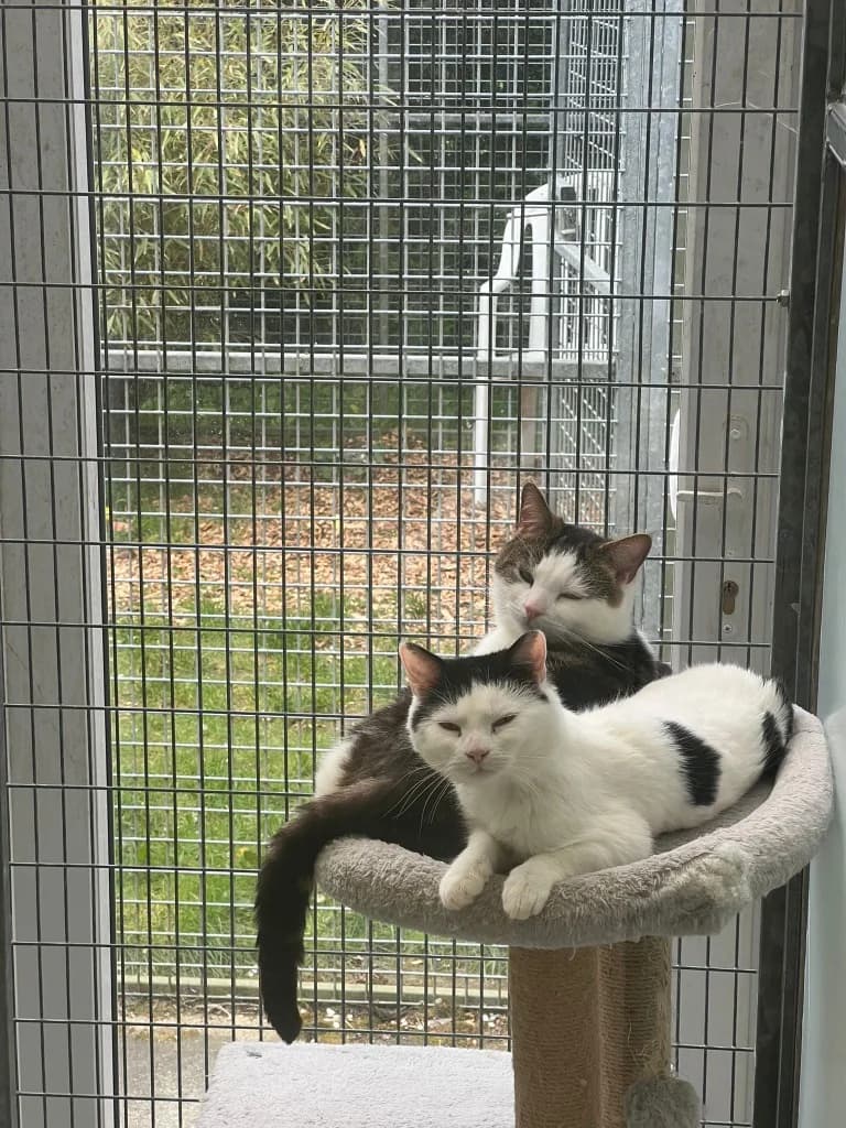 Floyd, male puppy Mixed Breed Cat for adoption at RSPCA Cornwall Branch, Saint Columb
