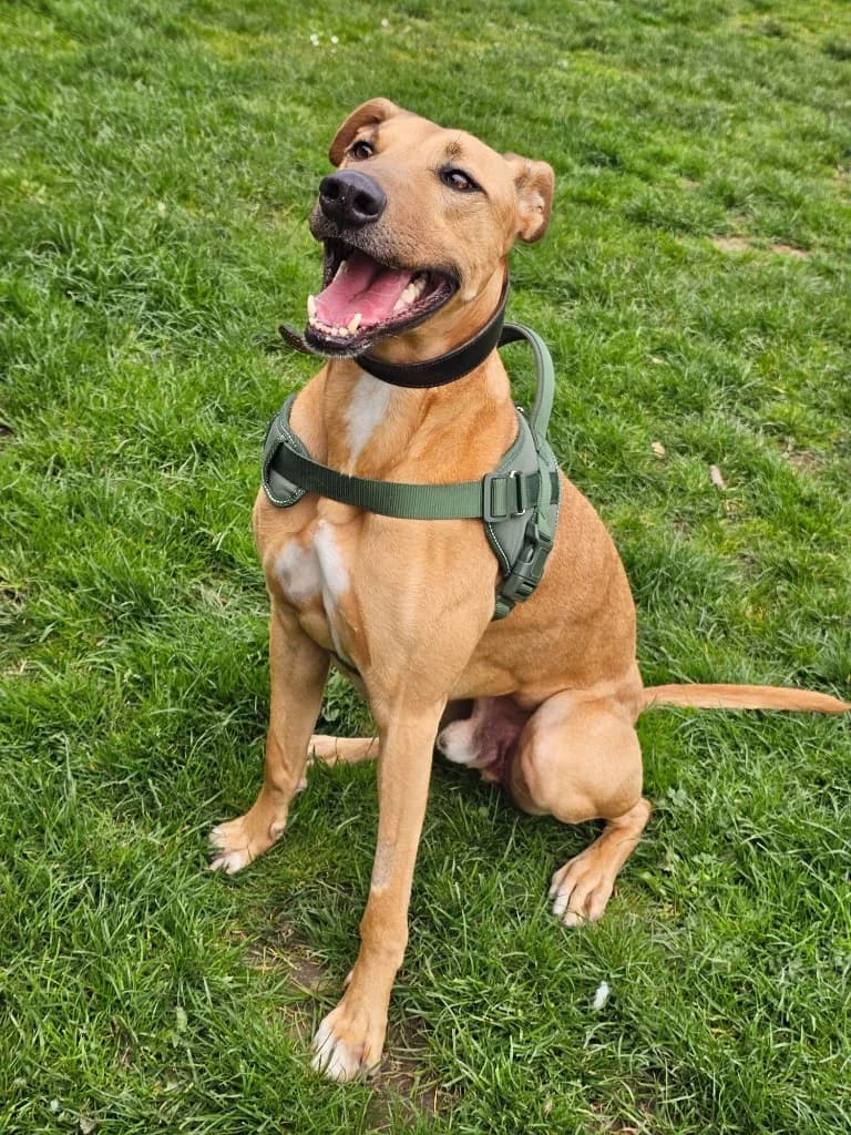 Ned, male Lurcher for adoption at RSPCA Cornwall Branch, Saint Columb