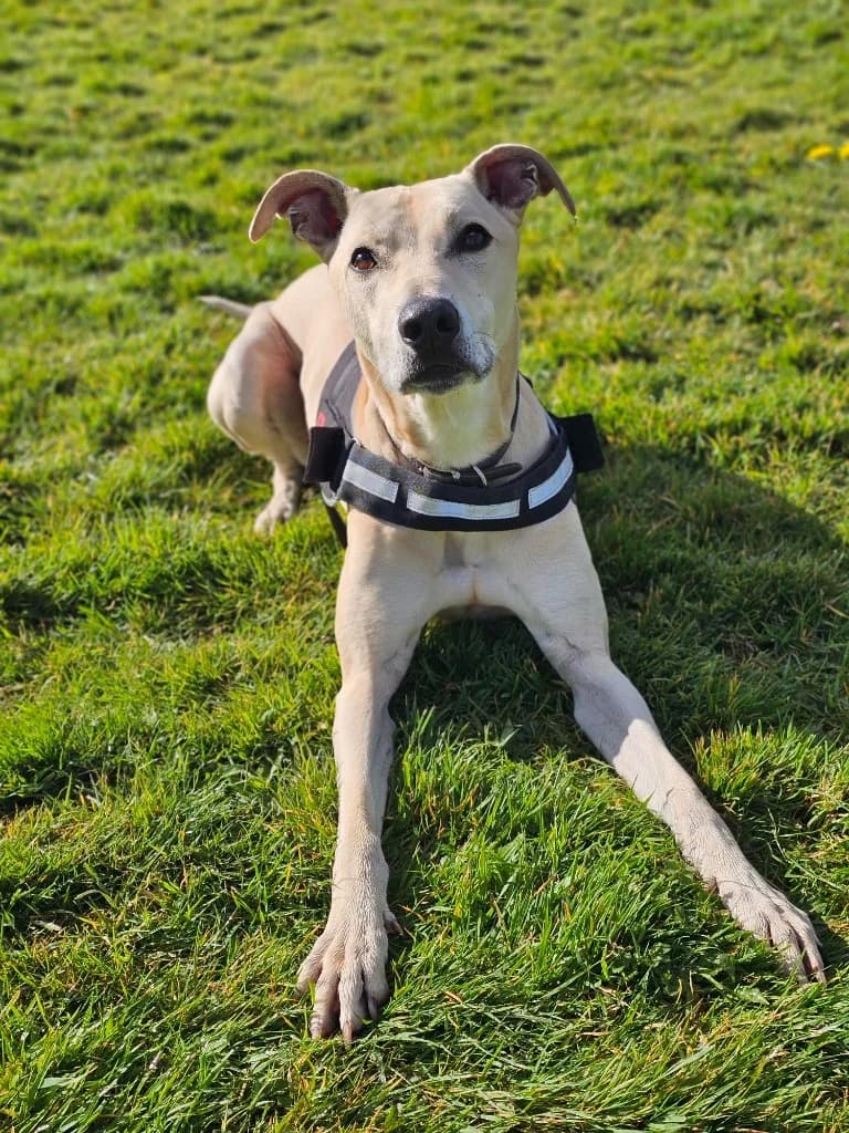 Rosco, male Lurcher for adoption at RSPCA Cornwall Branch, Saint Columb