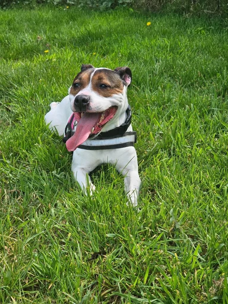 Sky, female 5yo Staffordshire Bull Terrier for adoption at RSPCA Cornwall Branch, Saint Columb