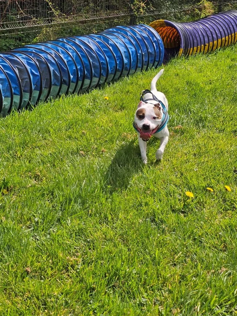 Star, female 5yo Staffordshire Bull Terrier for adoption at RSPCA Cornwall Branch, Saint Columb