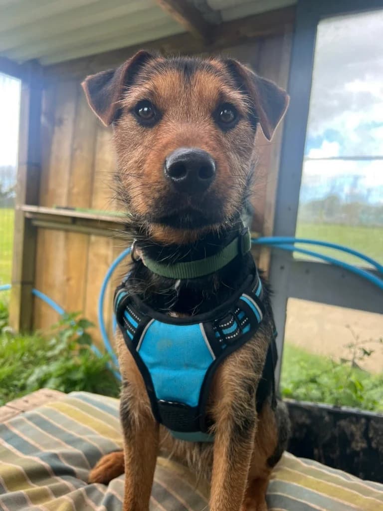 Jack, male 3yo Jack Russell Terrier for adoption at RSPCA Cornwall Branch, Saint Columb