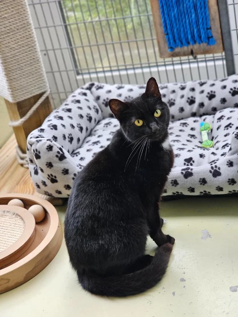 Tinx, female Mixed Breed Cat for adoption at RSPCA Cornwall Branch, Saint Columb