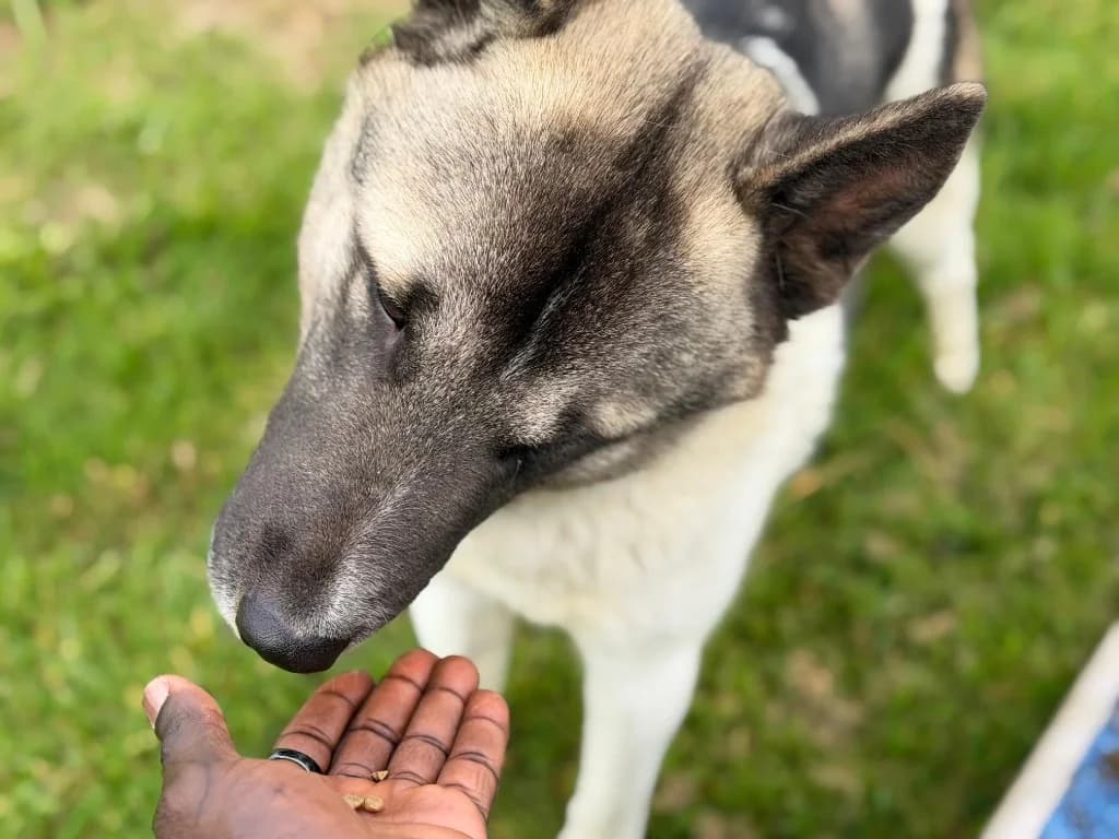 Sumo, male young Husky for adoption at RSPCA Cornwall Branch, Saint Columb
