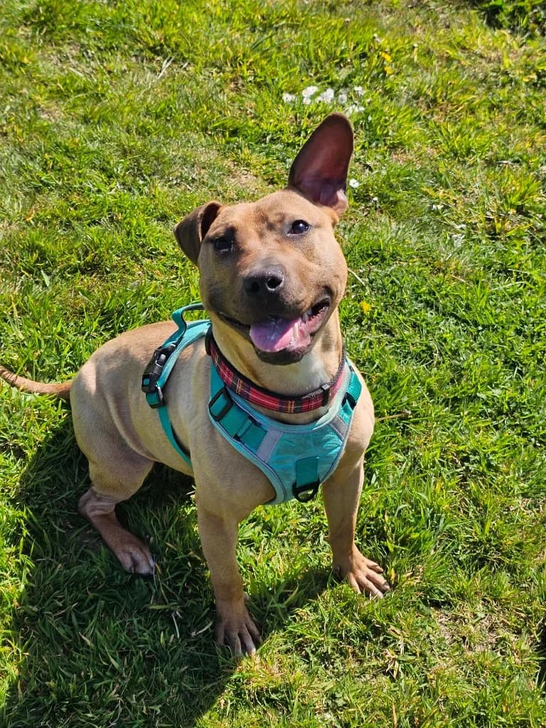 Lottie, female puppy Staffordshire Bull Terrier for adoption at RSPCA Cornwall Branch, Saint Columb