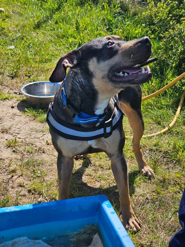 Bonnie, female puppy Staffordshire Bull Terrier for adoption at RSPCA Cornwall Branch, Saint Columb