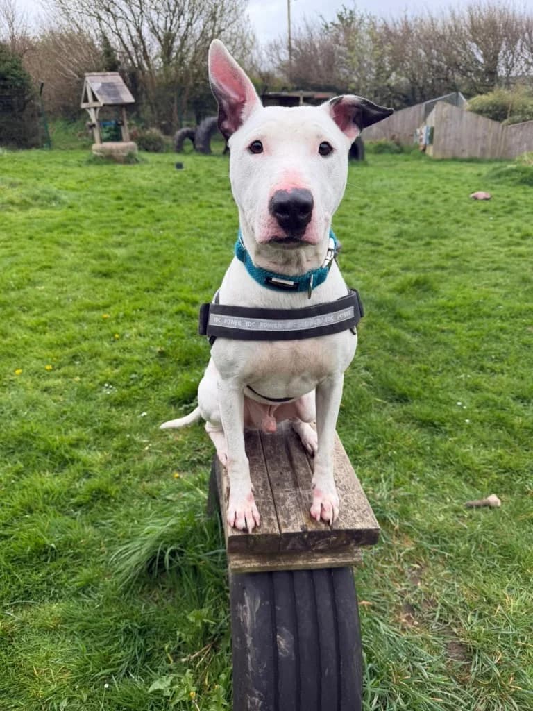 Simba, male 3yo Bull Terrier for adoption at RSPCA Cornwall Branch, Saint Columb