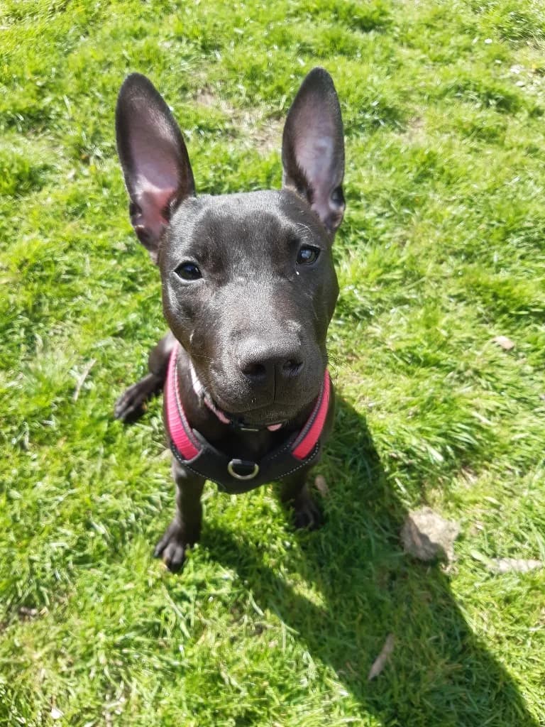 Winter, female puppy Mixed Breed for adoption at RSPCA Cornwall Branch, Saint Columb