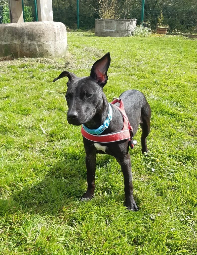 Summer, female Staffordshire Bull Terrier for adoption at RSPCA Cornwall Branch, Saint Columb