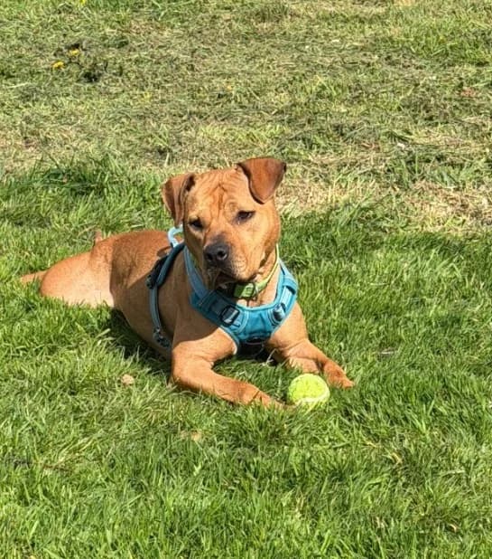 Quinn, female young Staffordshire Bull Terrier for adoption at RSPCA Cornwall Branch, Saint Columb