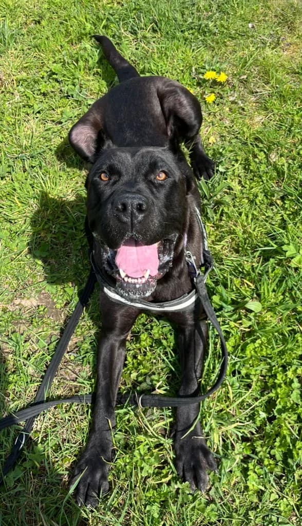 Venus, female 3yo Presa Canario for adoption at RSPCA Cornwall Branch, Saint Columb