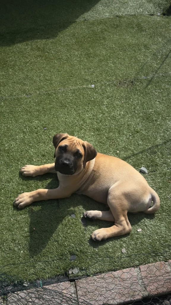 Atlas, male puppy Presa Canario for adoption at RSPCA Cornwall Branch, Saint Columb