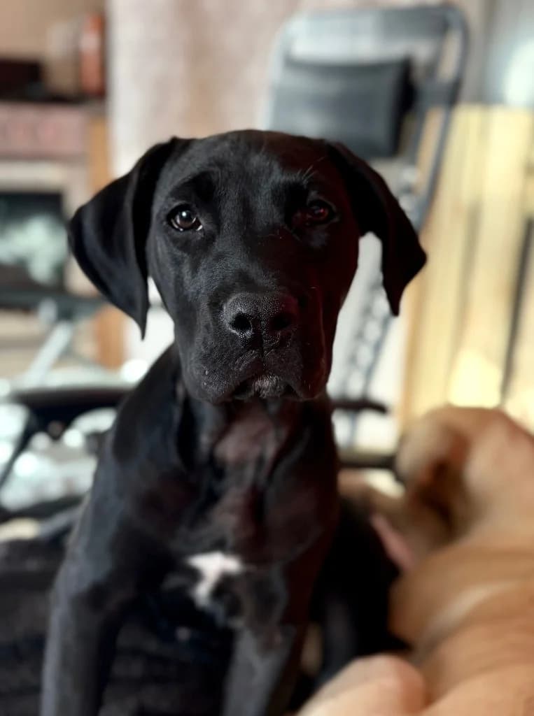 Nova, female puppy Presa Canario for adoption at RSPCA Cornwall Branch, Saint Columb