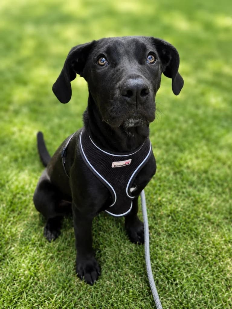 Lyra, female puppy Presa Canario for adoption at RSPCA Cornwall Branch, Saint Columb