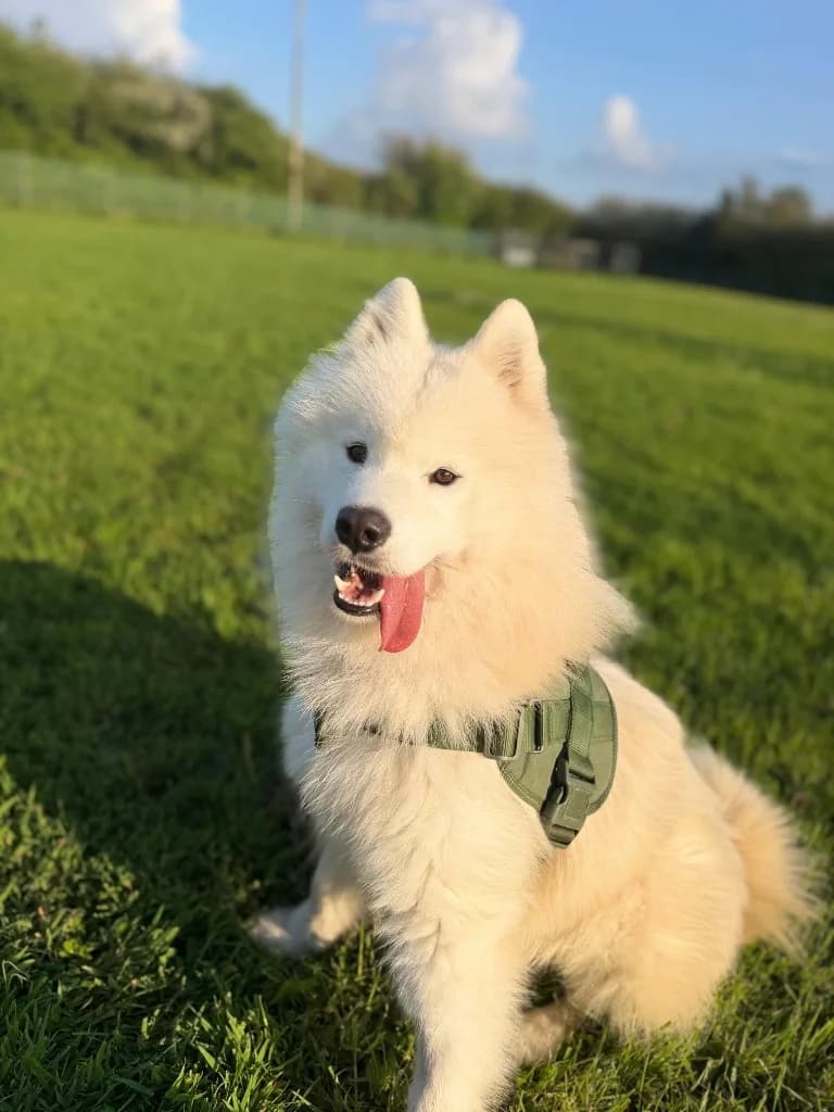 Bow, male young Samoyed for adoption at RSPCA Cornwall Branch, Saint Columb