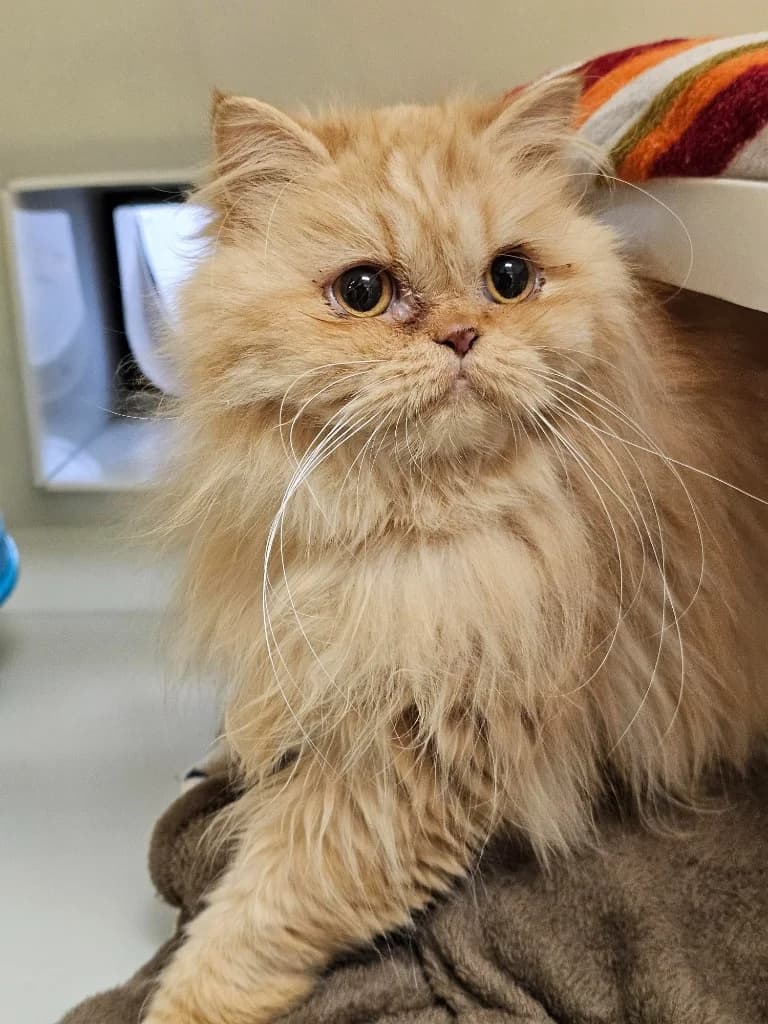 Rosegarth Ginger Beer, male young Persian for adoption at RSPCA Cornwall Branch, Saint Columb