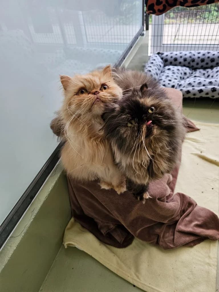 Rosegarth Severine, female 4yo Persian for adoption at RSPCA Cornwall Branch, Saint Columb