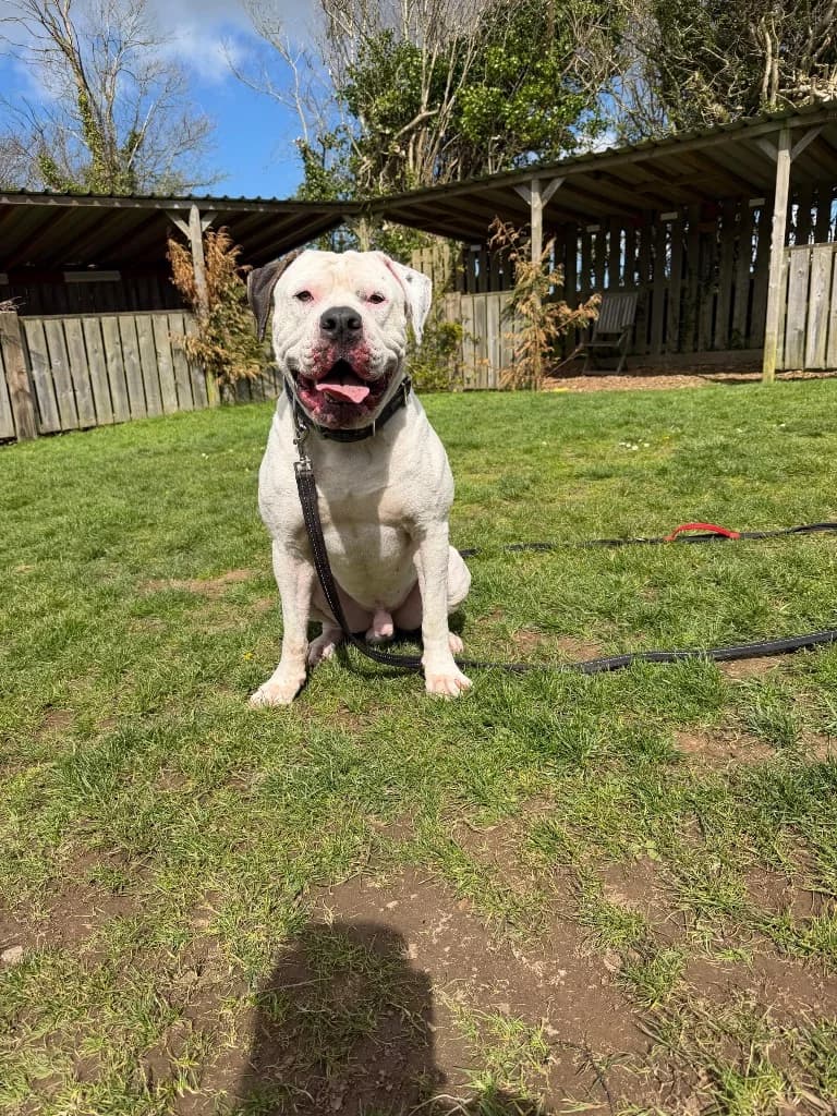Bane, male young English Bulldog for adoption at RSPCA Cornwall Branch, Saint Columb