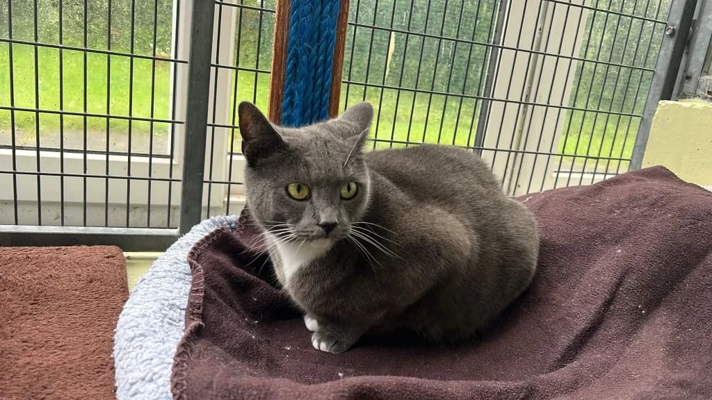 Avocado, female 3yo Mixed Breed Cat for adoption at RSPCA Cornwall Branch, Saint Columb