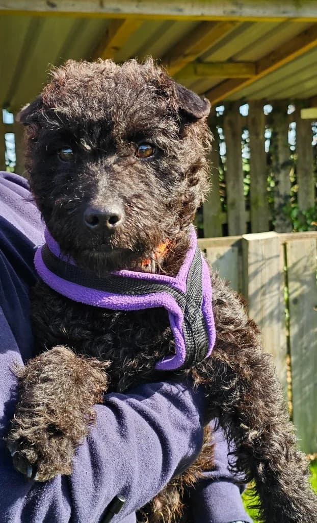 Otis, male mixed breed for adoption at RSPCA Cornwall Branch, Saint Columb