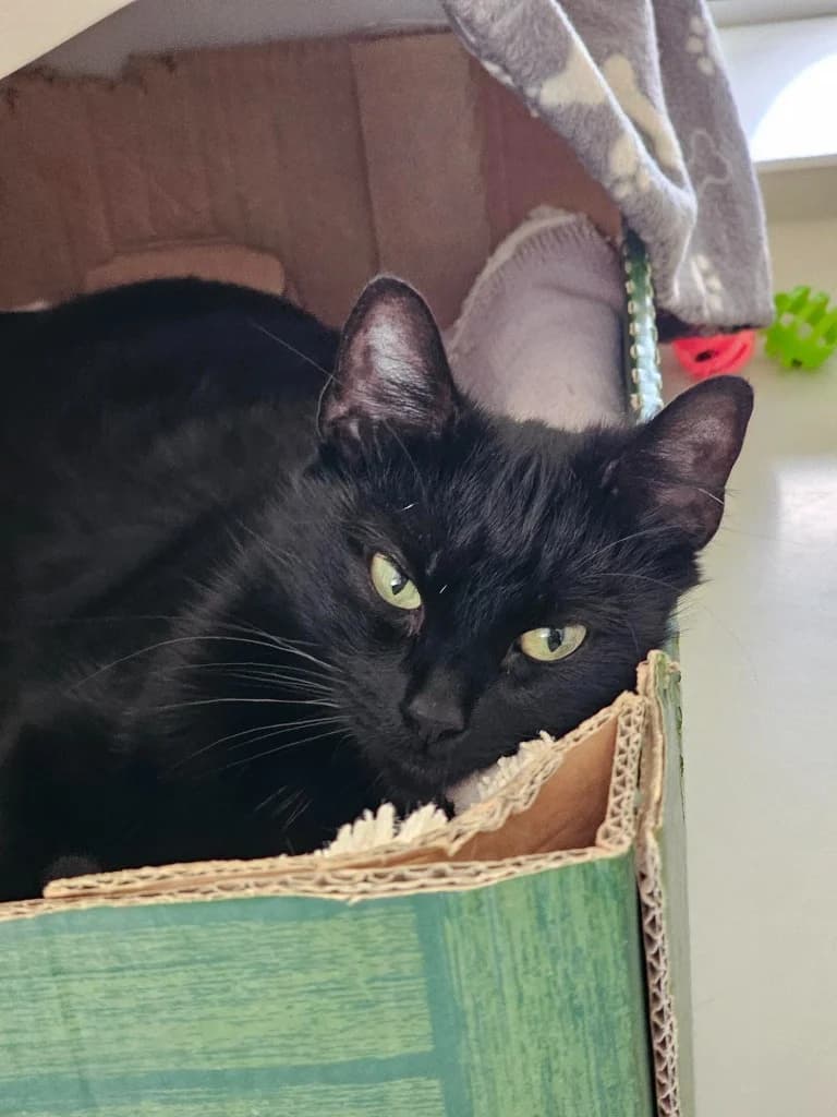 India, female young Mixed Breed Cat for adoption at RSPCA Cornwall Branch, Saint Columb