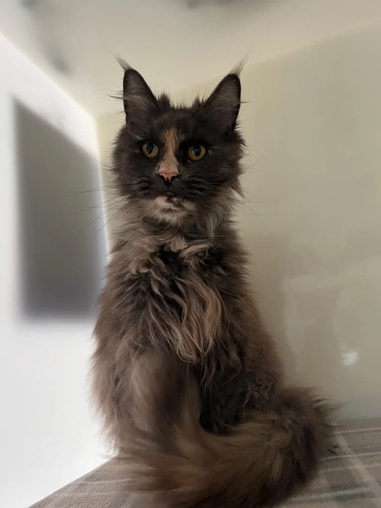 Fluffy, female 7yo Maine Coon for adoption at RSPCA Cornwall Branch, Saint Columb
