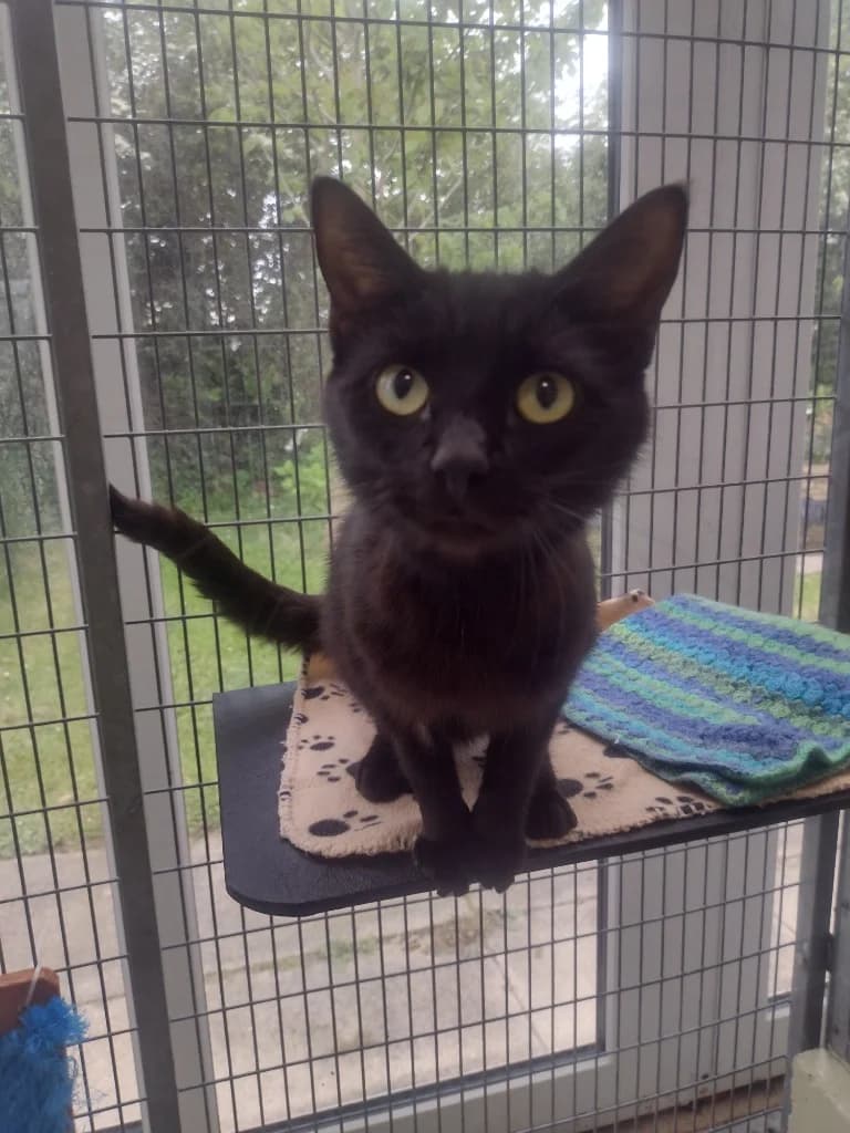 Taylor, female young Mixed Breed Cat for adoption at RSPCA Cornwall Branch, Saint Columb