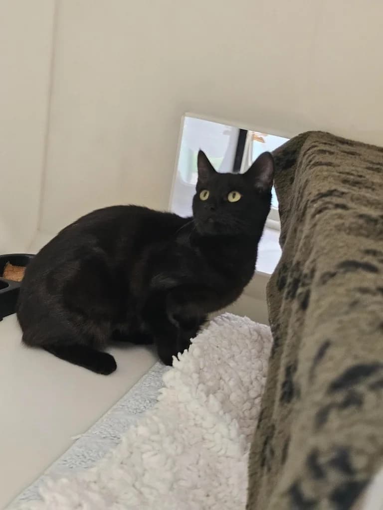 Madonna, female young Mixed Breed Cat for adoption at RSPCA Cornwall Branch, Saint Columb